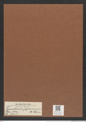 Triceratium japonicum A. Schm. (de-Toni-Nr.: Genus 140, Species 3748) Zeichnungen Sammlung Grunow Mappe 03849 (Herbarium_W_Grunow_drawings_Folder_03849)